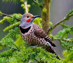 Norther Flicker