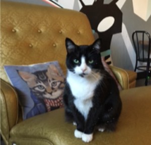 Purrington Cat Lounge