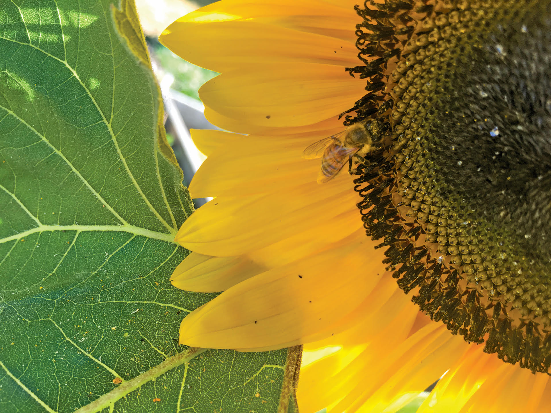 A close up image of a bee on a yellow sunflower next to a green leaf